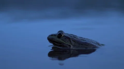 A big toad sits in the water. Close-up. Stock Footage 113970808