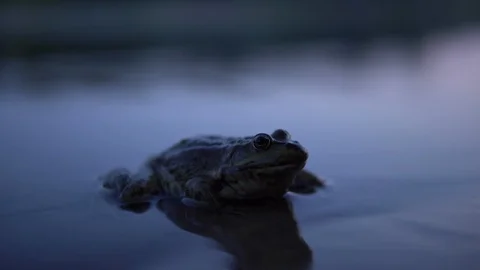 Big toad sits in the water at sunset Stock Footage 113481369