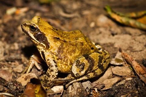 Big toad sitting on leaves Stock Photos