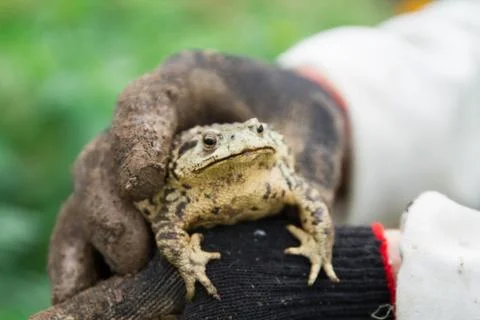 Big Toad sitting in man hands in black dirty gloves Stock Photos