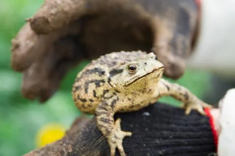 Big Toad sitting in man hands in black dirty gloves Stock-Fotos