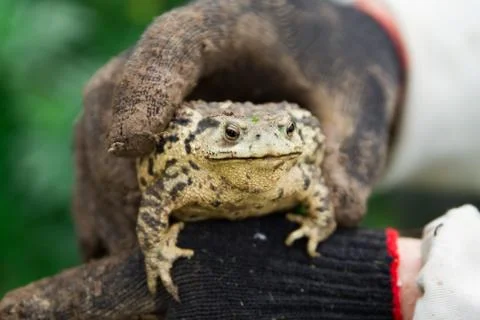 Big Toad sitting in man hands in black dirty gloves Stock Photos