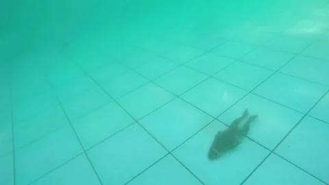 A big toad swims in the pool. About amphibians, reptiles, frogs, swimming Stock Footage 71329386