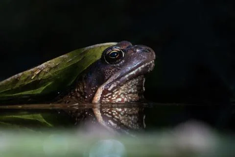 Big toad in the water Stock Photos