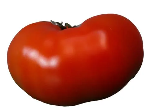 Big tomato 스톡 사진