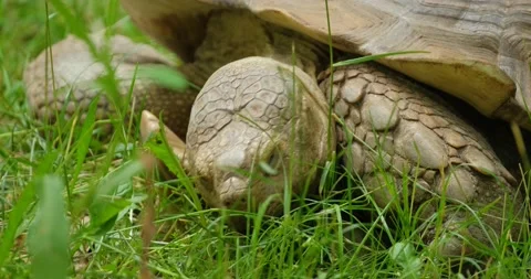 Big  tortoise close up 4k UHD Stock Footage 141585016