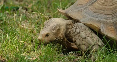 Big  tortoise close up 4k UHD Stock Footage 141586384