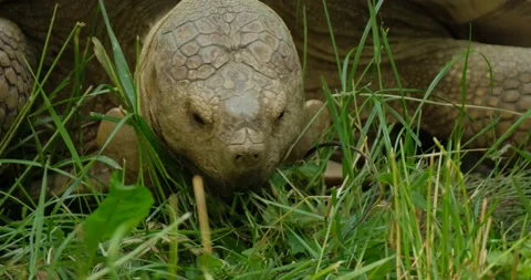 Big  tortoise close up 4k UHD Stock Footage 141586451