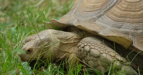 Big  tortoise close up 4k UHD Stock Footage 141586454