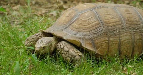Big  tortoise close up 4k UHD Stock Footage 141586472