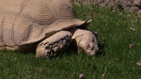Big tortoise eats grass, African spurred tortoise (Geochelone sulcata), zoo Stock Footage 88293233