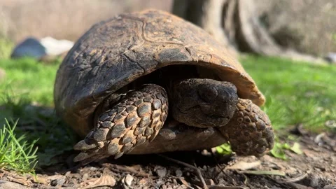 The big tortoise on green grass. Slowly sticking out its head. Stock Footage 237840596