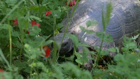 Big tortoise is moving slowly inside of a green grass field Stock Footage 129521294