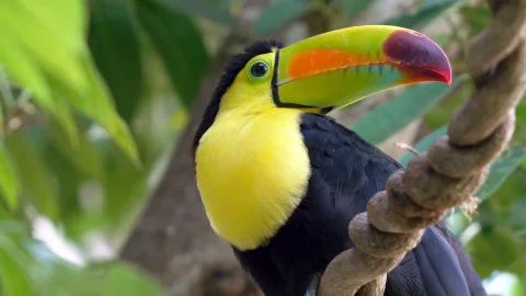 Big toucan sits on a tree Stock Photos
