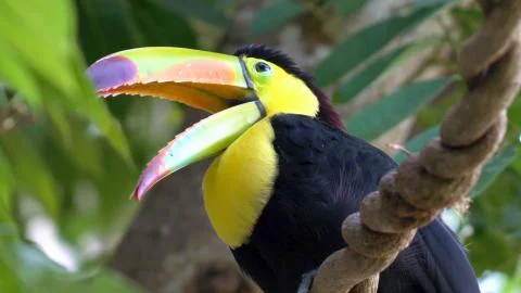 Big toucan sits on a tree Stock Photos