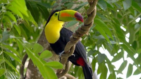Big toucan sits on a tree Stock Photos