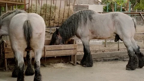 Big traction horses Stock Footage 160343881