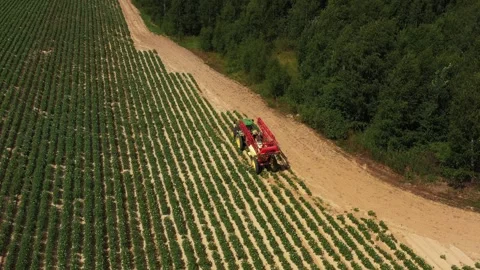 Big tractor with irrigation plant is preparing to water the potatoes in field Stock Footage 245440877
