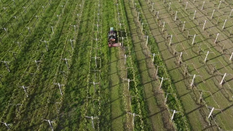 Big tractor with mowers mows the grass for silage farmer works in the meadows Stock Footage 154251639