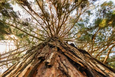 Big tree from above Stock Photos
