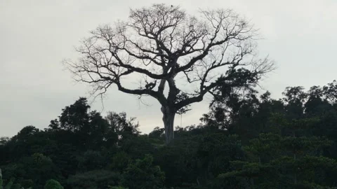 Big tree above trees Amazon Stock Footage 317885060