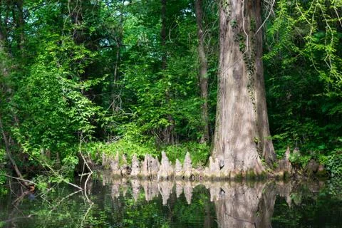 Big tree with aerial roots is reflected in the water of a lake Stock Photos