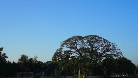 Big tree againse blue sky river Samanea saman tree Stock Footage 165281474