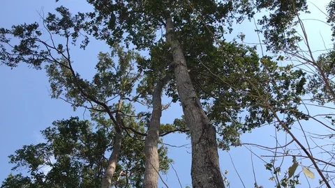 Big Tree Against Blue Sky in Countryside Cambodia IMG 1513 Video stock 119847317