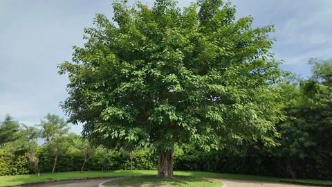 Big tree against blue sky background. Camera pan to the  left. 库存影片 277615896