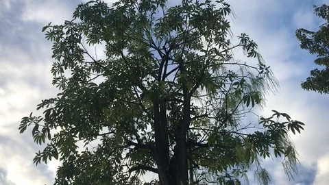 Big Tree Against Cloudy Sky, Kampong Cham Cambodia IMG 5961 Stock Footage 119792606