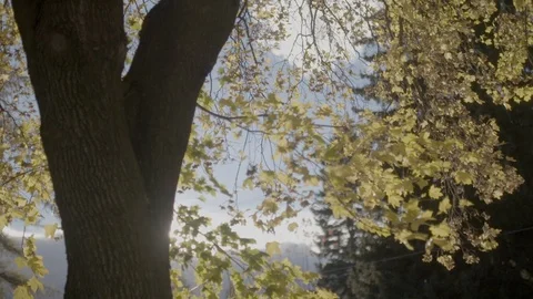 Big tree against sunlight Stock Footage 87612649