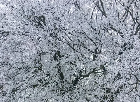 Big tree with all branches covered in snow breathtaking beautiful christmas w Stock Photos