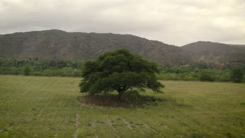 Big tree alone on the field, shoot drone 4K Stock Footage 137803129