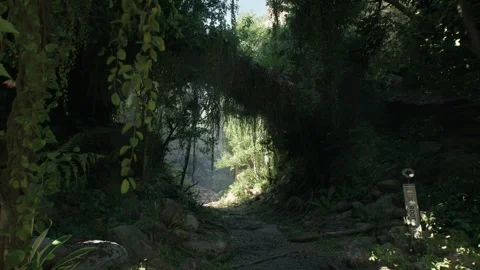 Big Tree In The Amazon jungle Stock Footage 259622676