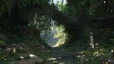 Big Tree In The Amazon Rain Forest Stock Footage 259625659