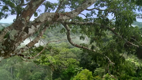A big tree in the Amazon rainforest. Landscape of Yasuni National Park, Ecuador. Stock Footage 263150449