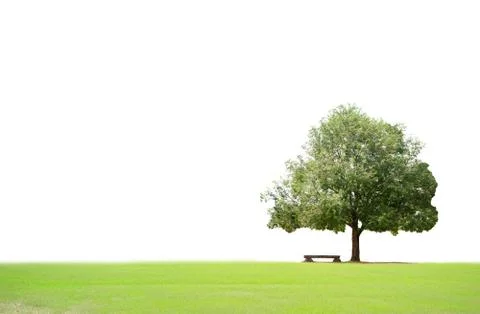 Big tree and bench isolated  on white with clipping path Stock-Fotos