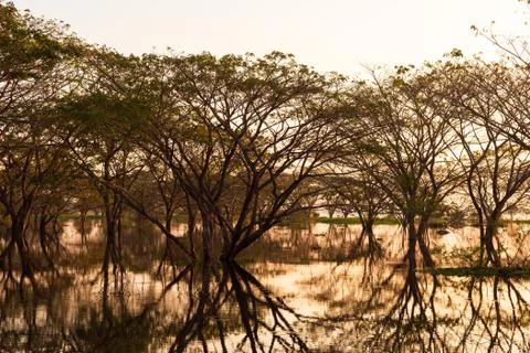 Big tree and dead tree with reflection tree in the water. Natural background. Stock Photos