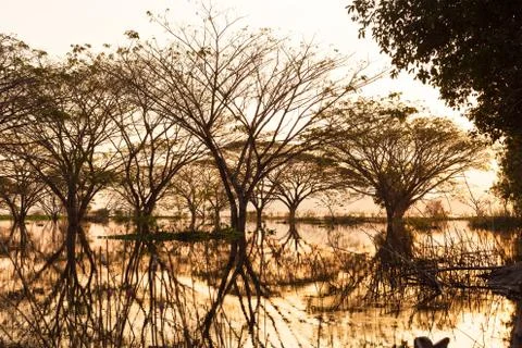 Big tree and dead tree with reflection tree in the water. Natural background. Foto stock