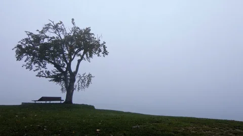 The big tree and empty bench on lakeshore. Landscape fog over morning lake. Stock Footage 119759972
