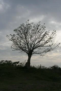 Big tree and gray cloudy sky. Stock Photos