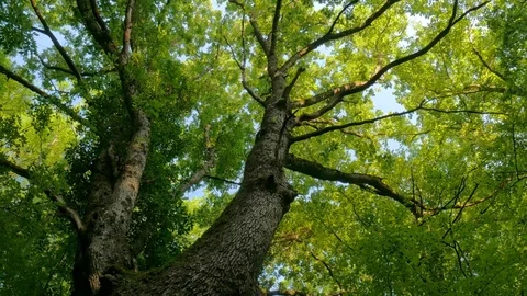 Big tree and green forest. 库存影片 84796069