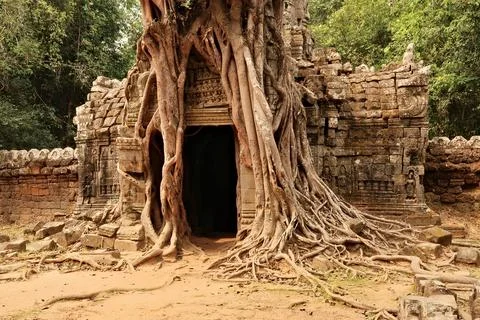 A big tree and its long roots are growing on top and around a gate, door, e.. Stock Photos