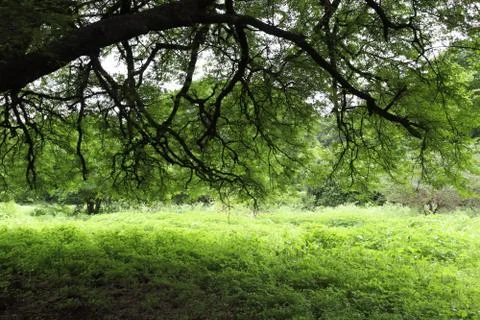 A big tree and its shadow on green grass, park Stock Photos