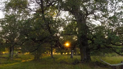 Big tree and light Stock Footage 287916582