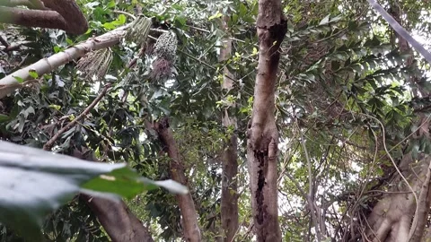 Big tree and old shrine Stock Footage 266465414