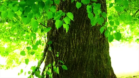 Big tree and shining fresh green leaves in green field Stock Footage 229701974