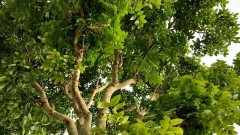 Big tree and sky Video stock 218415242