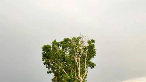 Big tree and sky Video stock 218592449