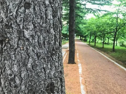 Big tree and a walking path in apark on the bachground, South Korea Stock Photos